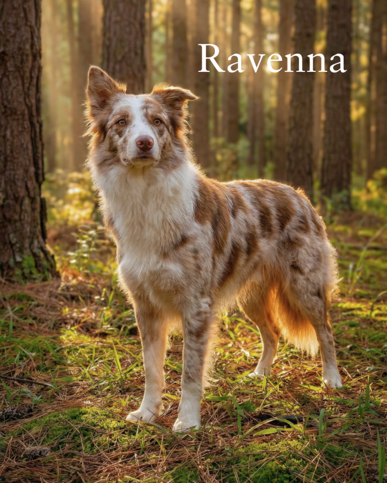 border-collie-femea-floresta-natureza-rancho-texas-dog
