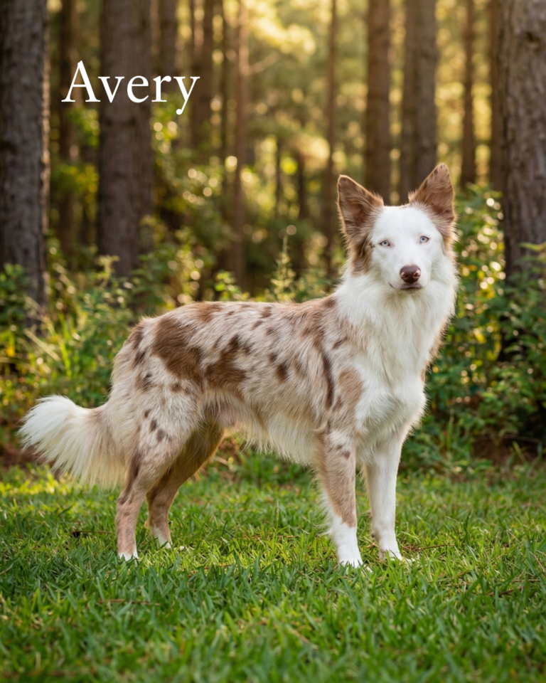 border-collie-femea-red-merle-posturaereta-na grama-rancho-texas-dog