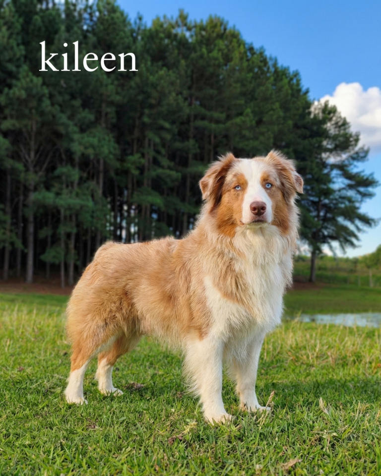 kileen-miniature-american-sheperd-femea-rancho-texas-dog