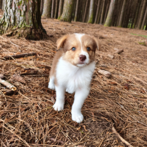 sol-filhote-femea-border-collie-com-60-dias-de-vida-no-rancho-texas-dog